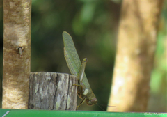 Tropidacris cristata