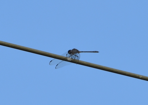 Black Setwing photo 4