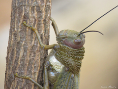 Tropidacris cristata