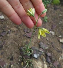 Albuca concordiana