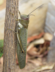 Tropidacris cristata