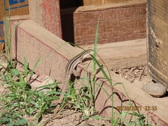 Aspidoscelis uniparens