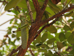 Tropidacris collaris