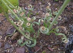 Albuca concordiana