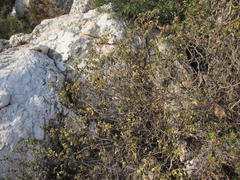Solanum tomentosum tomentosum
