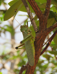 Tropidacris collaris