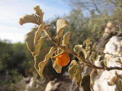 Solanum tomentosum tomentosum