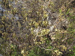 Solanum tomentosum tomentosum