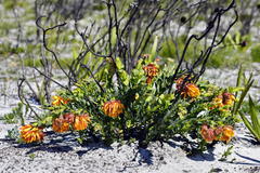 Liparia splendens splendens