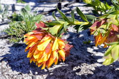 Liparia splendens splendens