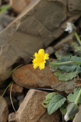 Crepis pygmaea