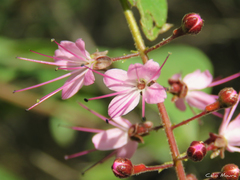 Hirtella racemosa hexandra