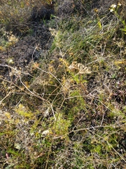 Peucedanum alsaticum