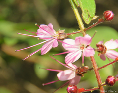 Hirtella racemosa hexandra
