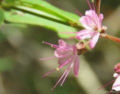 Hirtella racemosa hexandra