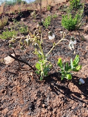 Trichodesma physaloides