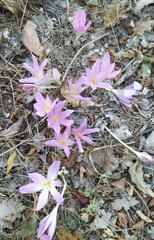 Colchicum autumnale