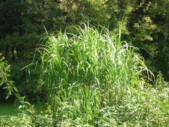 Miscanthus × longiberbis