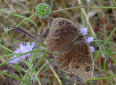 Satyrus actaea