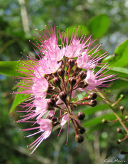 Hirtella racemosa hexandra