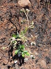 Trichodesma physaloides