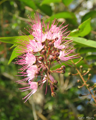 Hirtella racemosa hexandra