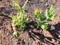 Trichodesma physaloides