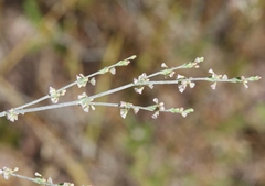 Eriogonum polycladon