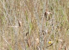Eriogonum polycladon