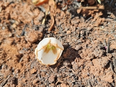 Trichodesma physaloides