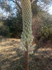 Drimia numidica