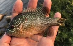 Lepomis megalotis × peltastes