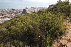 Searsia lucida lucida