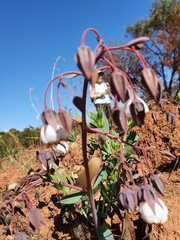 Trichodesma physaloides