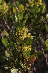 Searsia lucida lucida