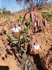 Trichodesma physaloides