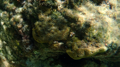 Irciniidae