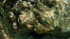 Irciniidae