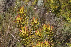 Leucadendron microcephalum