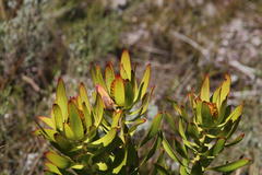 Leucadendron microcephalum