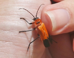 Chauliognathus profundus