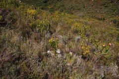 Leucadendron microcephalum