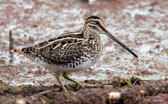 African Snipe photo 1