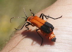 Chauliognathus profundus