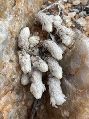 Anacampseros papyracea