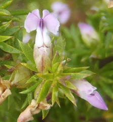 Muraltia ericifolia