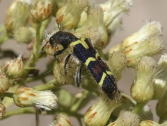 Trichodes peninsularis