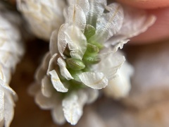 Anacampseros papyracea