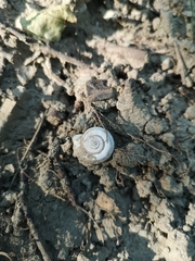 Xerolenta obvia
