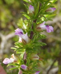Muraltia ericifolia